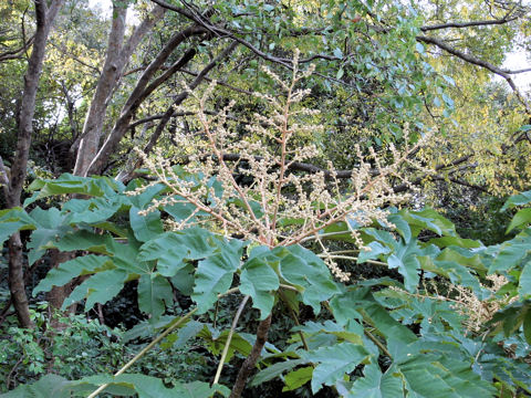 Tetrapanax papyriferus