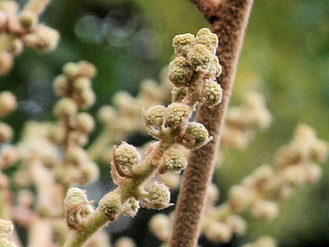 Tetrapanax papyriferus