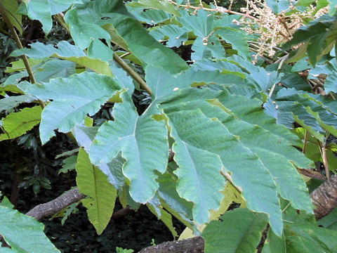 Tetrapanax papyriferus