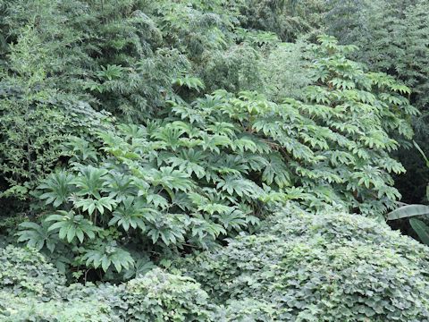 Tetrapanax papyriferus