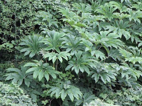 Tetrapanax papyriferus