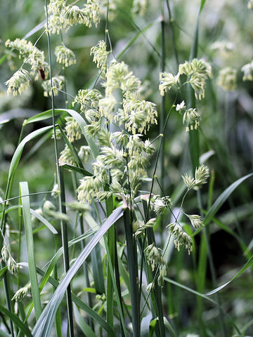 Dactylis glomerata