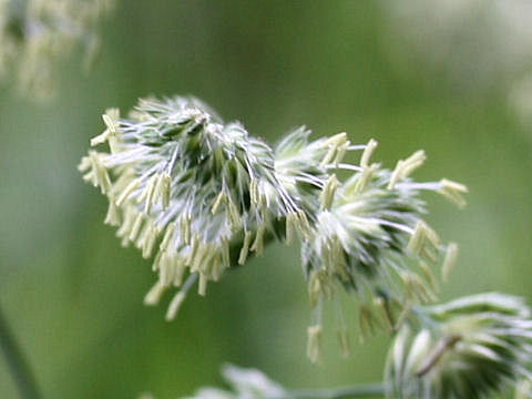 Dactylis glomerata