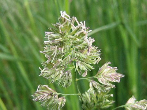 Dactylis glomerata