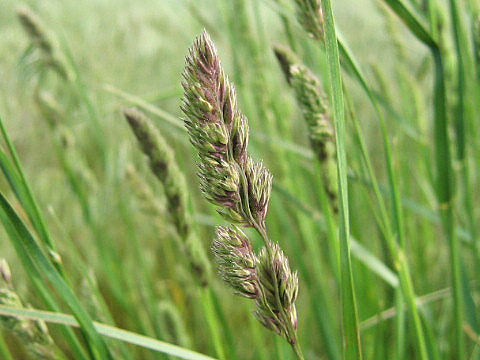 Dactylis glomerata