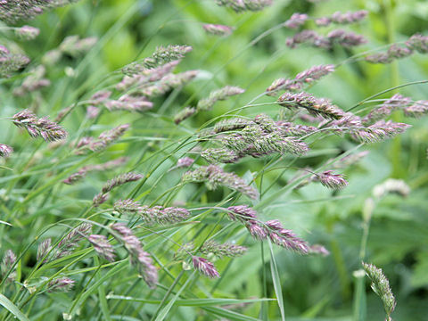 Dactylis glomerata