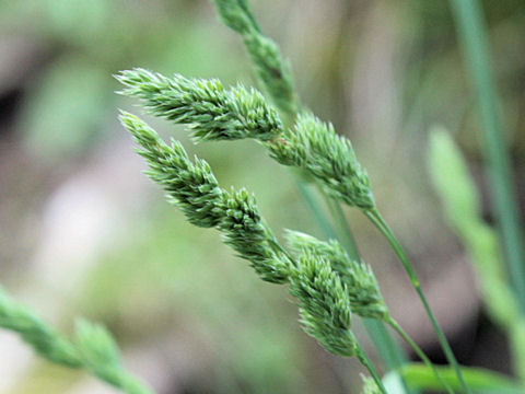 Dactylis glomerata