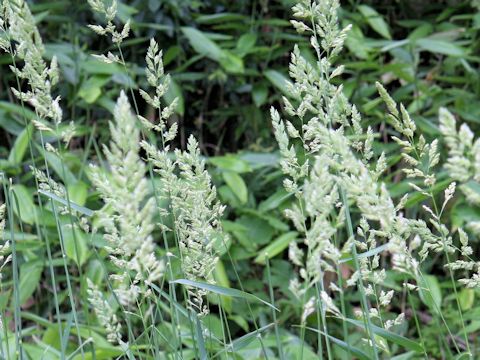 Dactylis glomerata