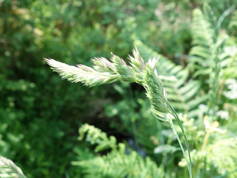 Dactylis glomerata