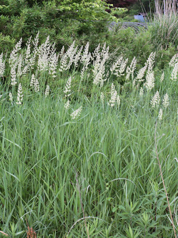 Dactylis glomerata