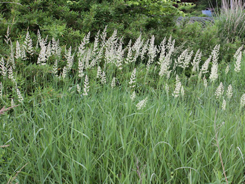 Dactylis glomerata