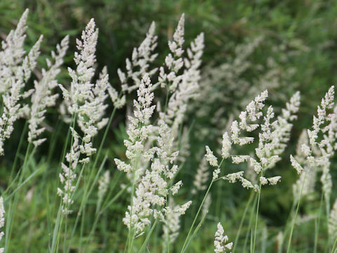 Dactylis glomerata