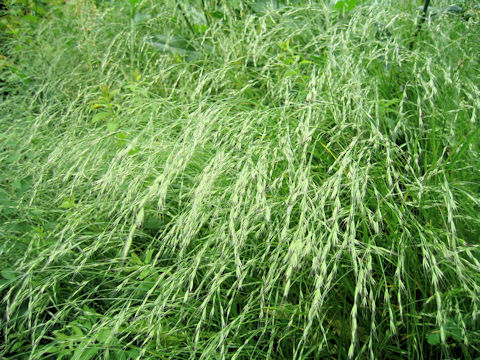 Elymus tsukushiensis var. transiens