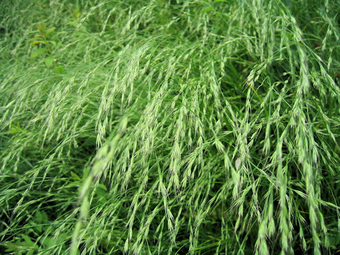 Elymus tsukushiensis var. transiens