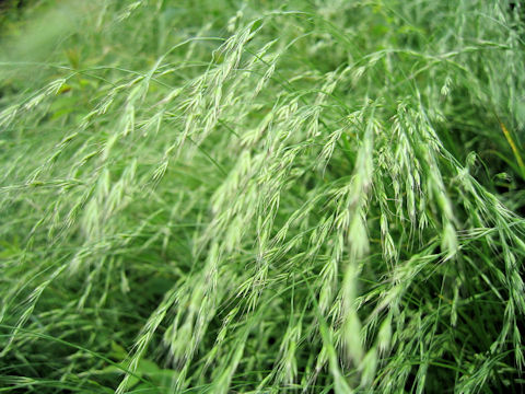 Elymus tsukushiensis var. transiens