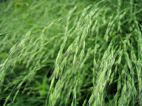 Elymus tsukushiensis var. transiens