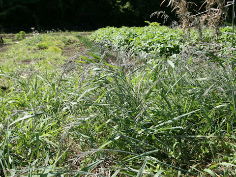 Elymus tsukushiensis var. transiens