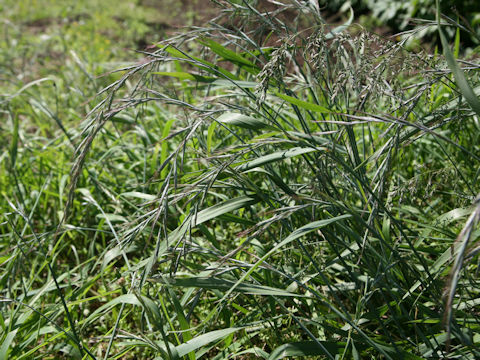 Elymus tsukushiensis var. transiens