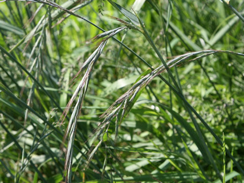 Elymus tsukushiensis var. transiens