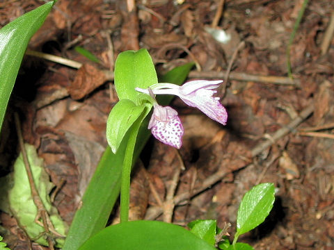 Orchis cyclochila