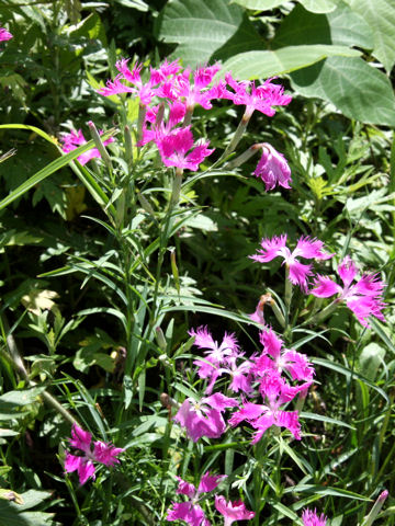 Dianthus superbus var. longicalycinus