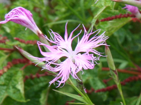 Dianthus superbus var. longicalycinus