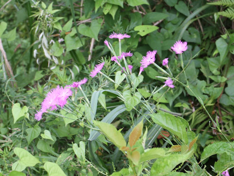 Dianthus superbus var. longicalycinus