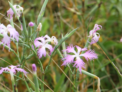 Dianthus superbus var. longicalycinus