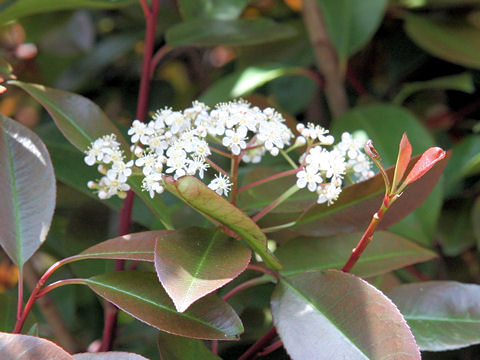 Photinia glabra