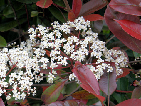 Photinia glabra