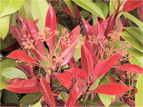 Photinia glabra