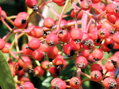 Photinia glabra