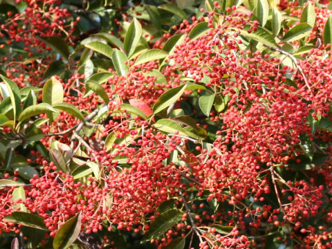 Photinia glabra