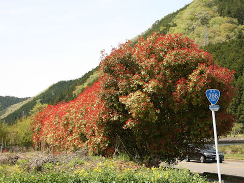 Photinia glabra