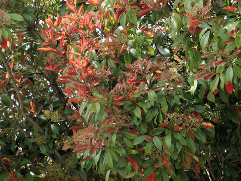 Photinia glabra