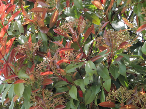 Photinia glabra