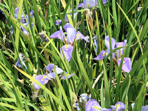 Iris unguicularis