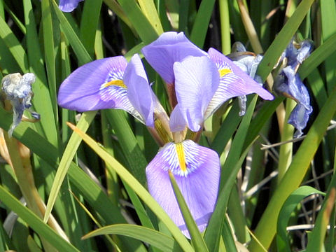 Iris unguicularis