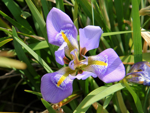 Iris unguicularis