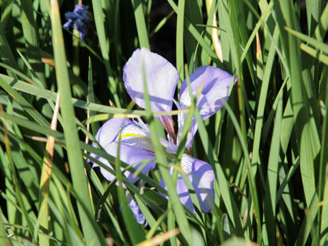 Iris unguicularis