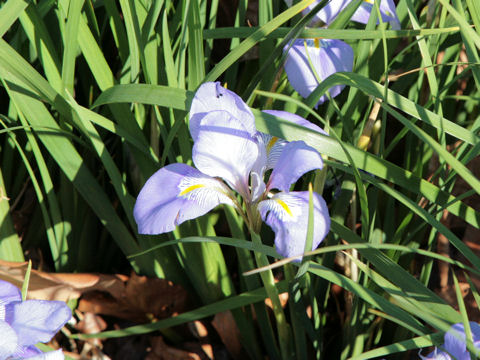 Iris unguicularis