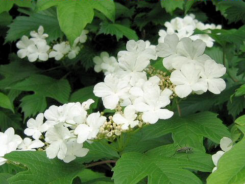 Viburnum opulus var. calvescens