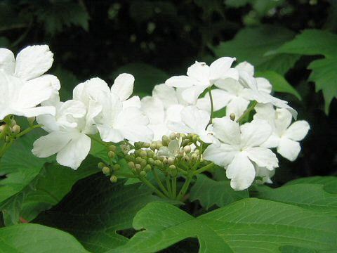 Viburnum opulus var. calvescens