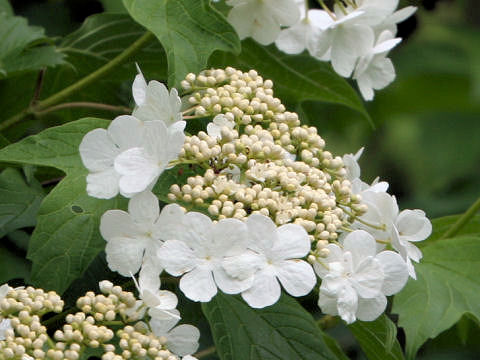 Viburnum opulus var. calvescens