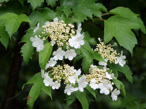 Viburnum opulus var. calvescens