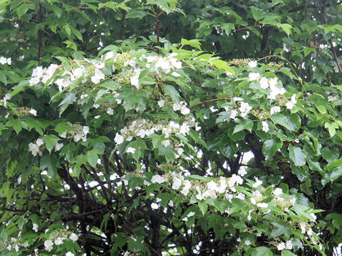 Viburnum opulus var. calvescens