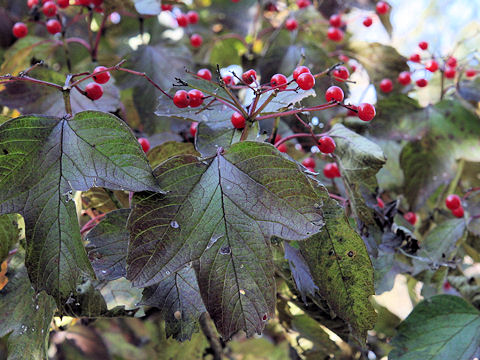 Viburnum opulus var. calvescens