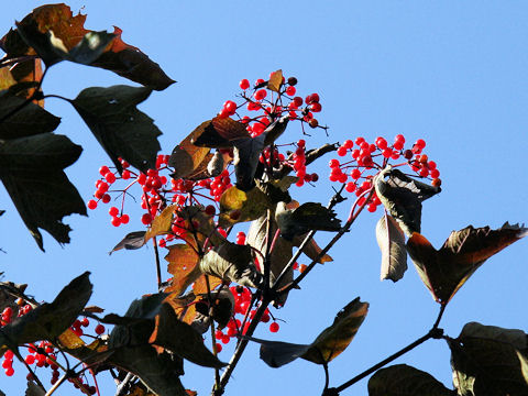 Viburnum opulus var. calvescens