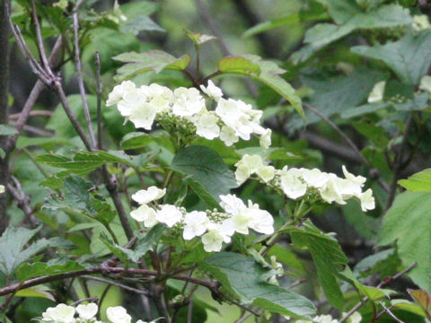 Viburnum opulus var. calvescens