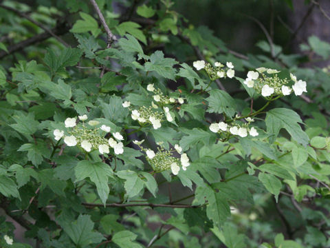 Viburnum opulus var. calvescens